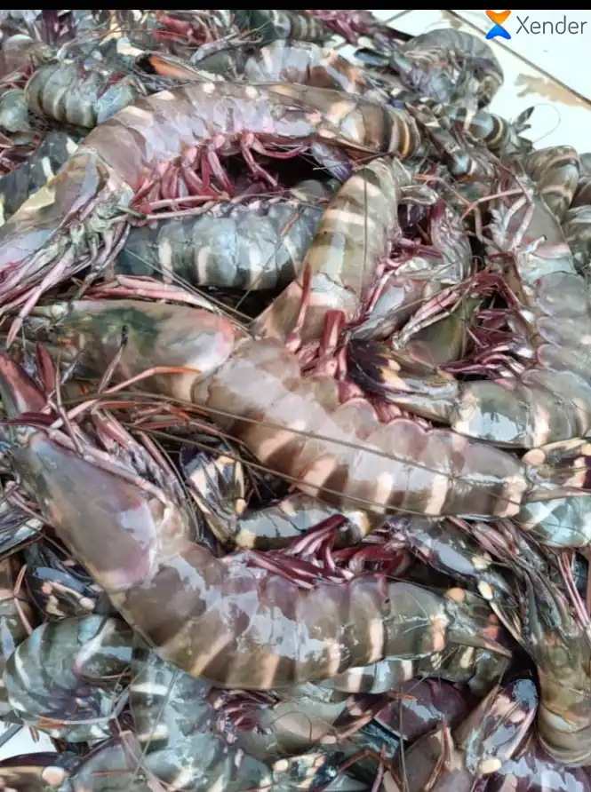Gambas et bars frais de kribi - Other - Yaounde 2
