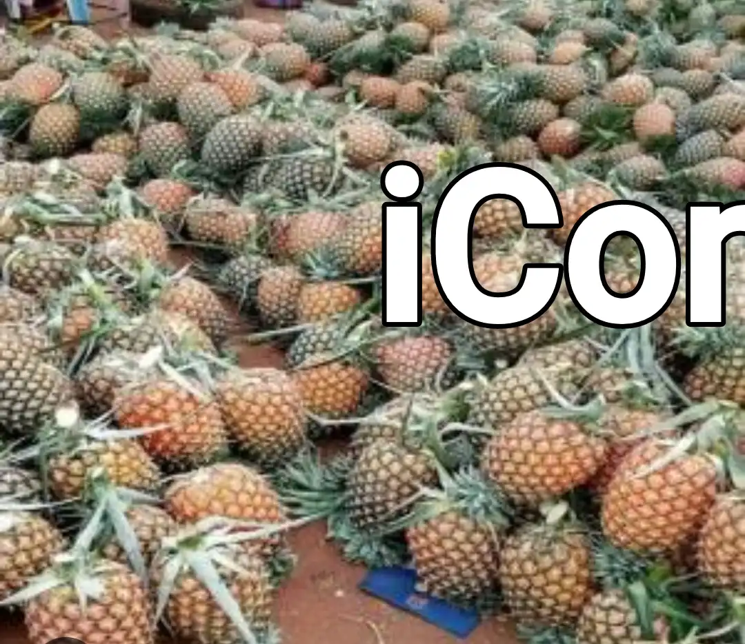 PASTÈQUE ANANAS - Watermelon - Yaounde 3