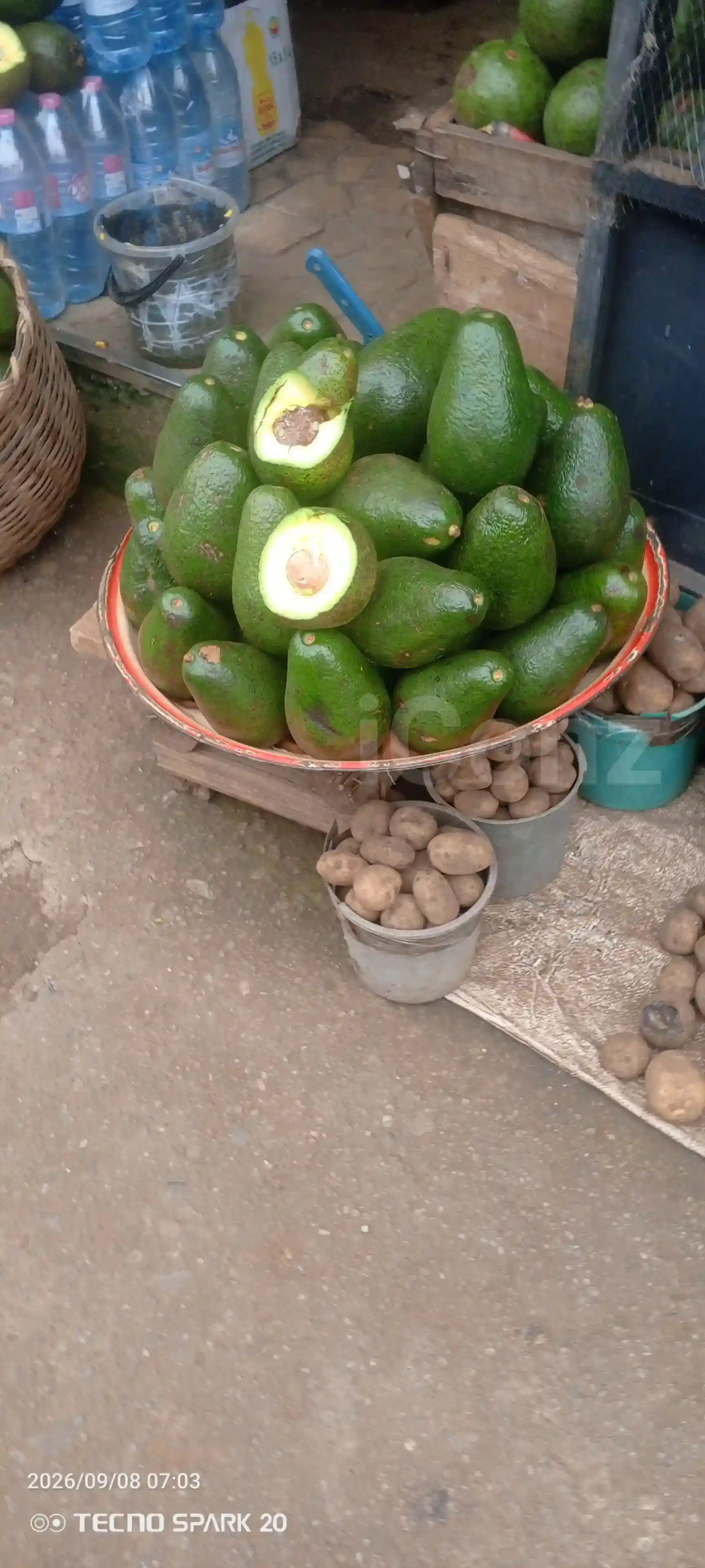 Avocats beurre - Avokado - Yaounde 2