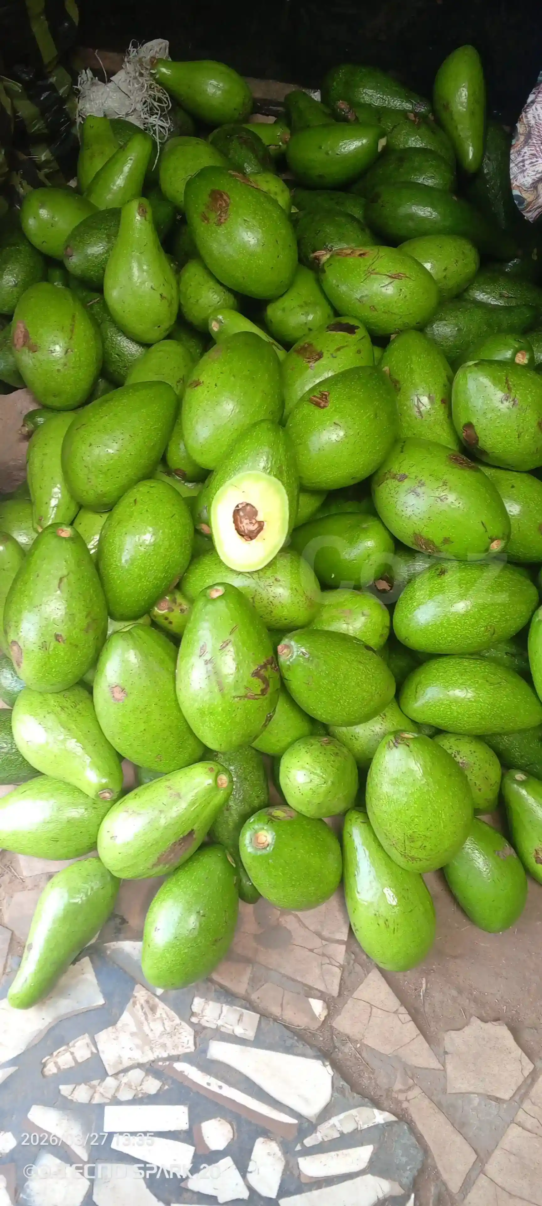 Avocats beurre - Avokado - Yaounde 3