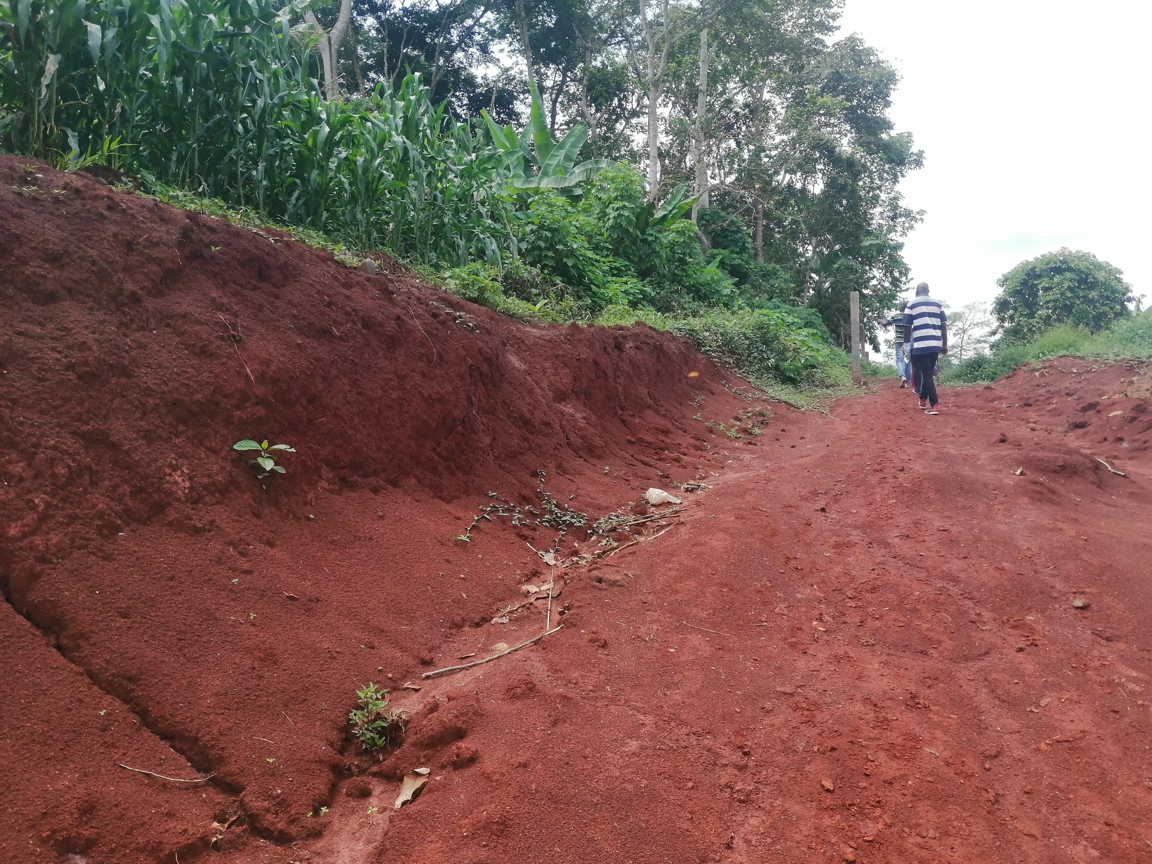 Terrain en solde AKAK - Residential Land - Yaounde 2