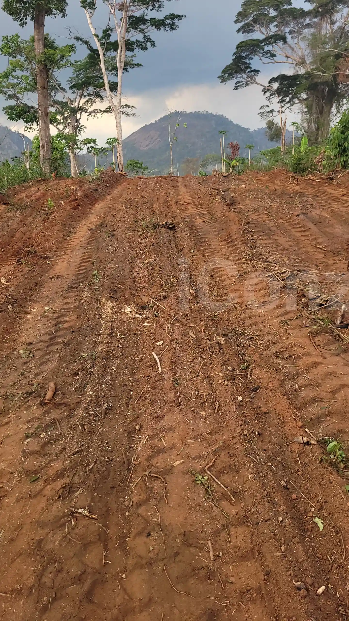 Terrain titré - Mixed-use Land - Bertoua 3
