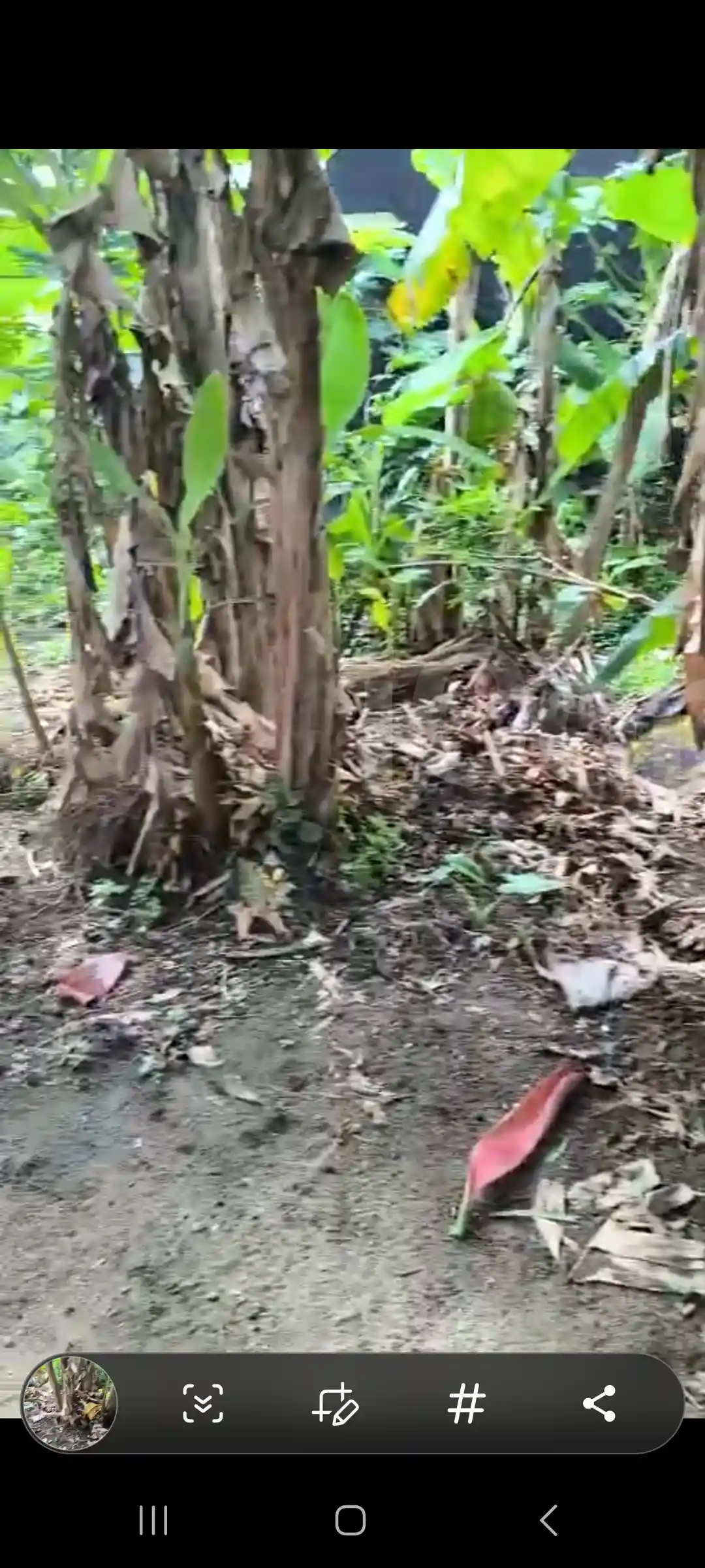 Terrain Sec et Plat déjà Titre - Residential Land - Douala 2