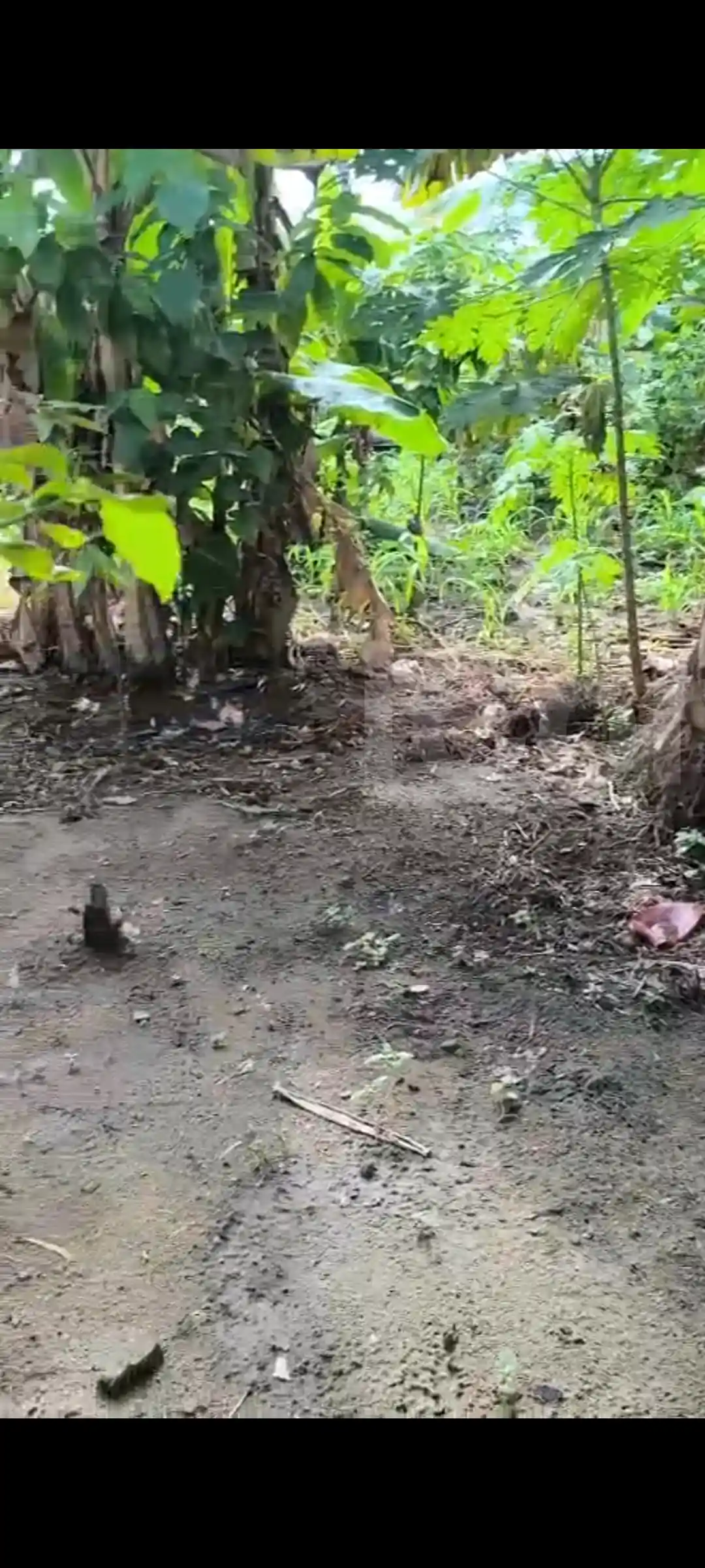 Terrain Sec et Plat déjà Titre - Residential Land - Douala 4