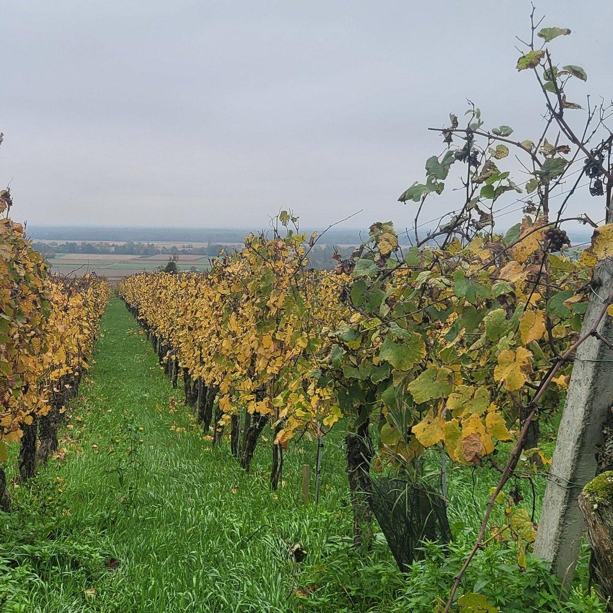 Cours d’œnologie, dégustation de 12 vins & accords mets-vins : photo 2