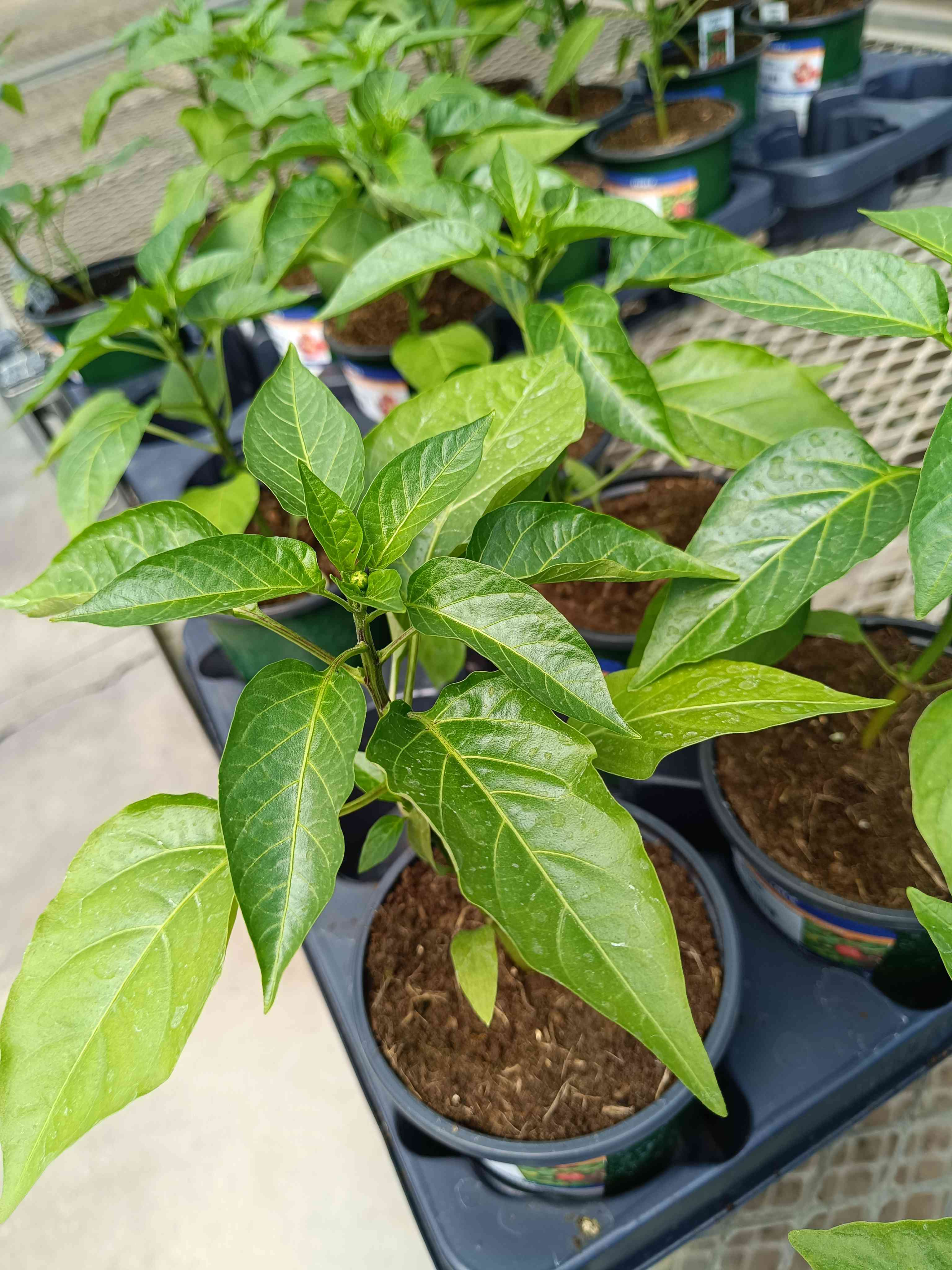 微头条种菜育苗大赛
