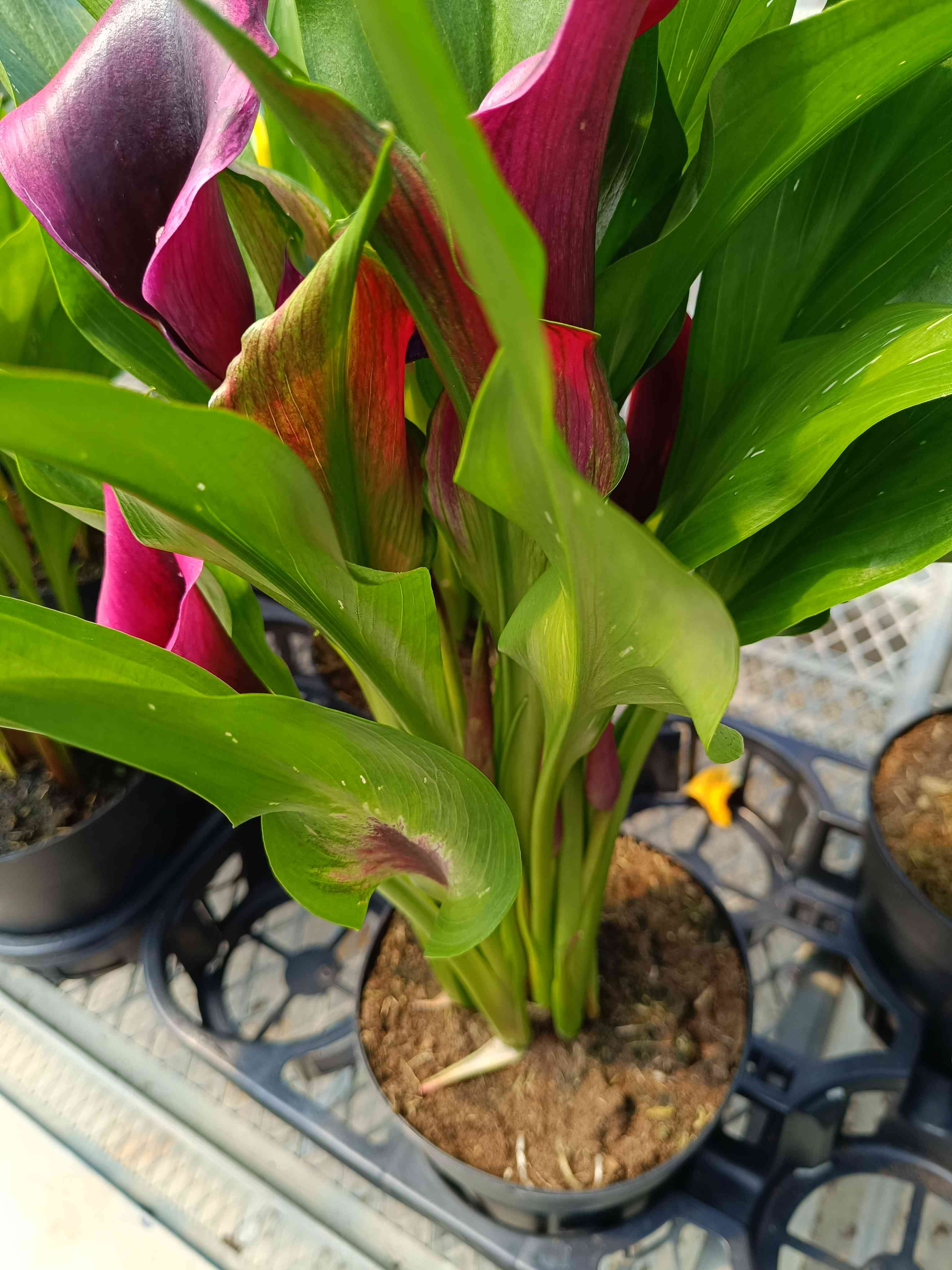 微头条种菜育苗大赛