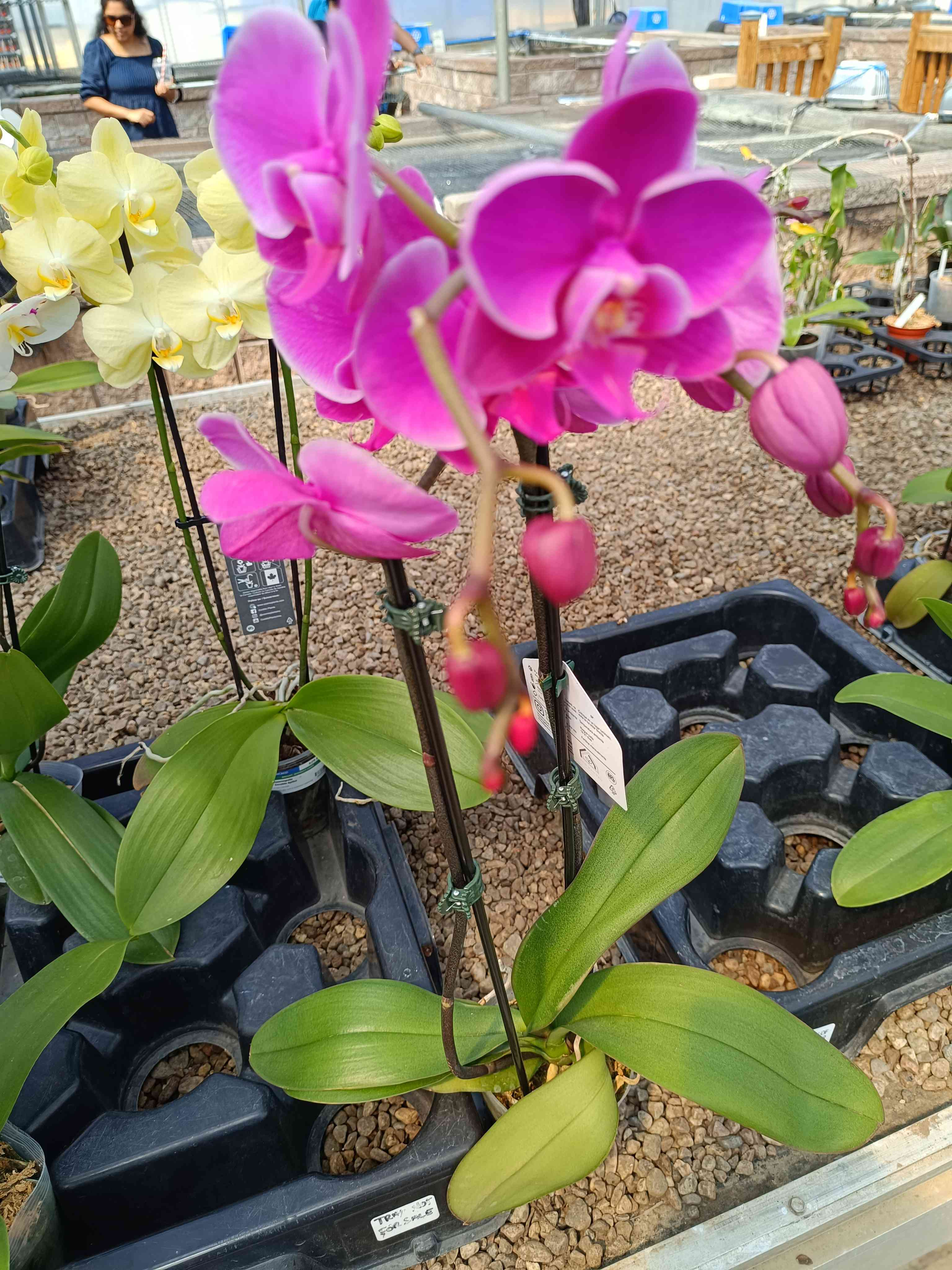 微头条种菜育苗大赛