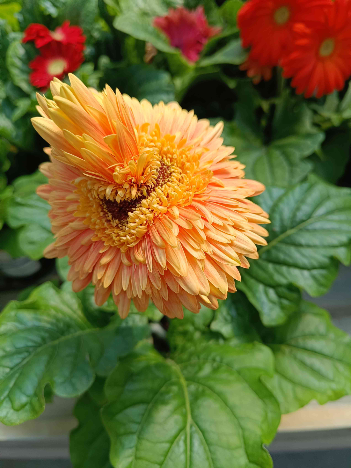 微头条种菜育苗大赛