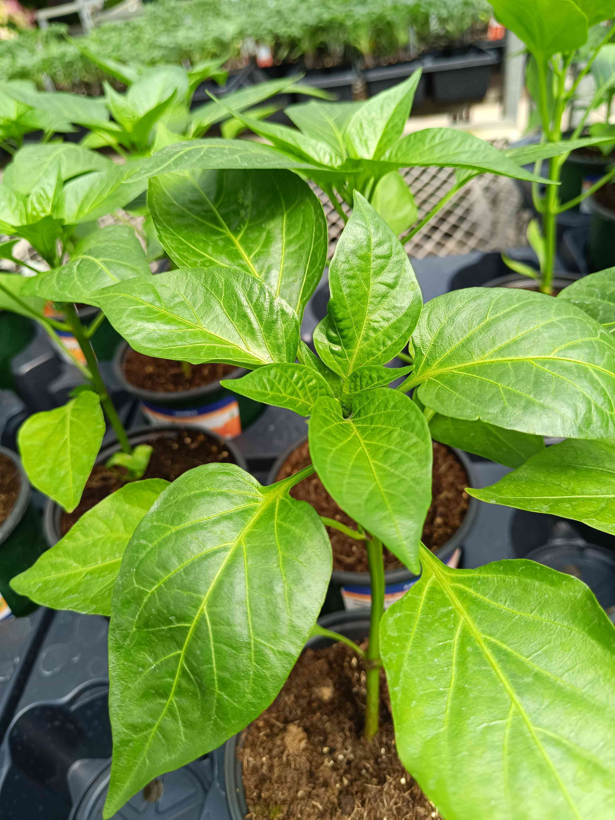 微头条种菜育苗大赛