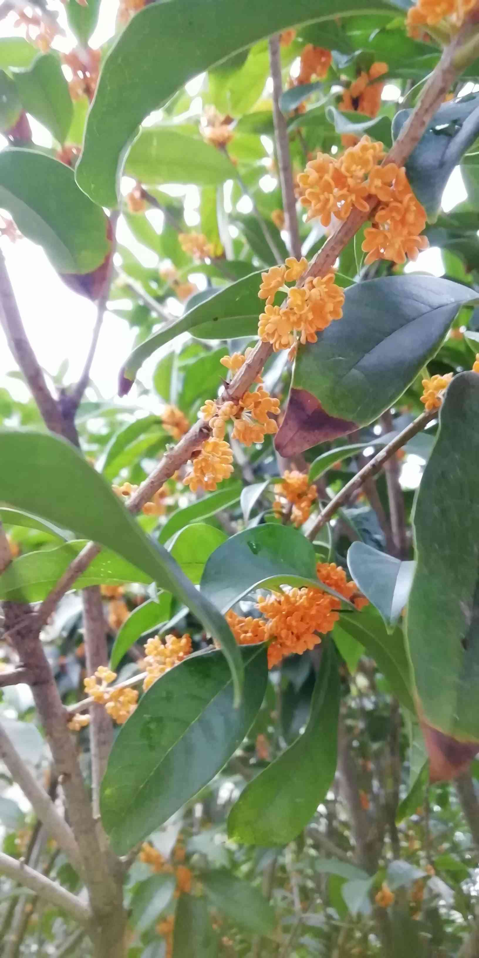 微头条种菜育苗大赛