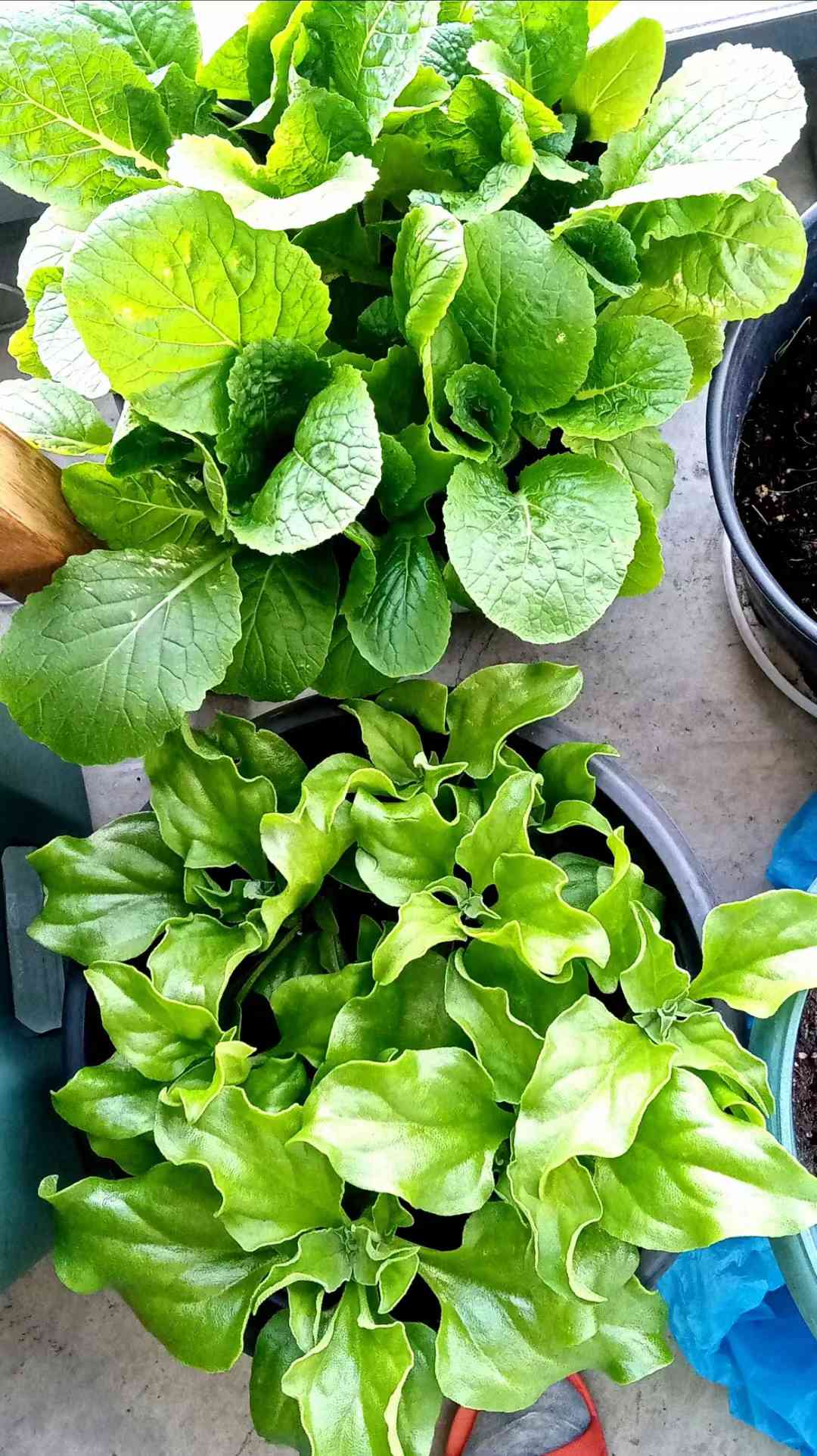 微头条种菜育苗大赛
