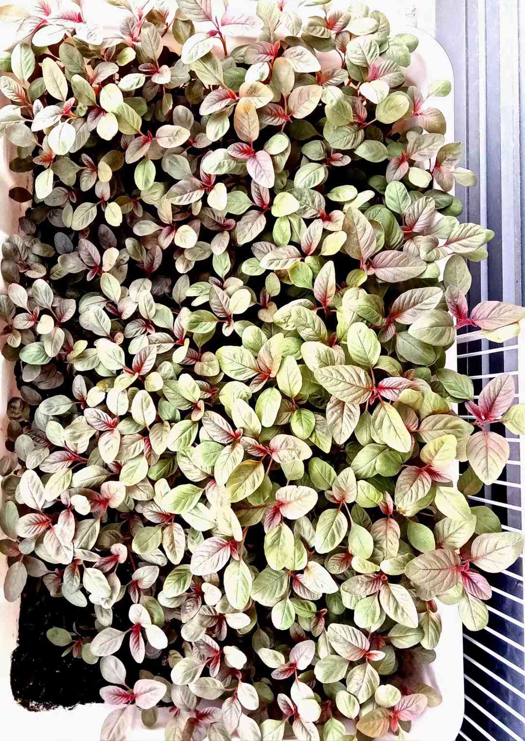 微头条种菜育苗大赛