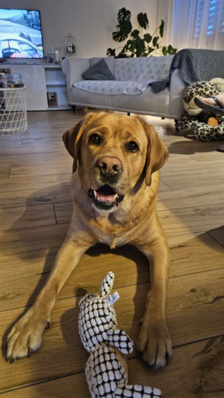 Eine Person, die einen kleinen Hund hält