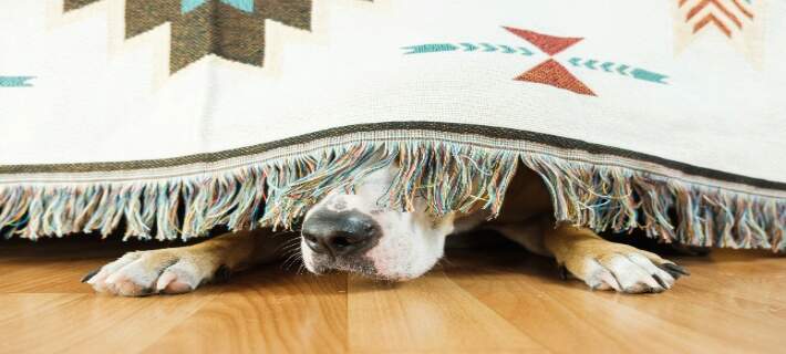 How to Calm an Anxious Dog: 5 Soothing Methods image