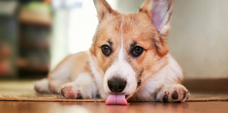 How to Manage Excessive Licking in Dogs image