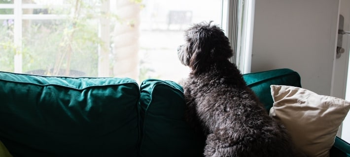 Understanding Separation Anxiety in Dogs image