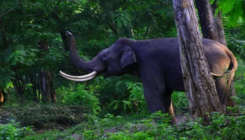 Muthanga Wildlife Sanctuary, Wayanad