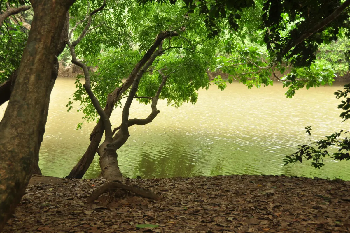 Kuruva Island (Kuruvadweep), Wayanad: Complete Visitor Guide