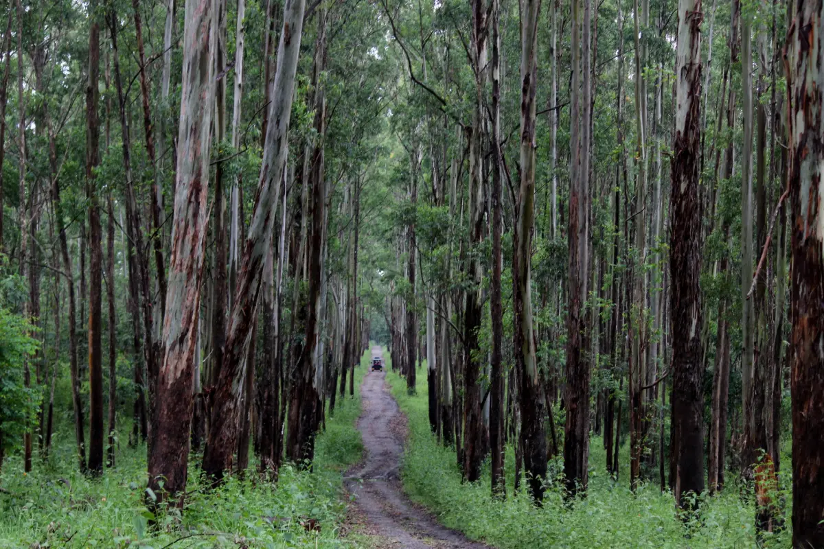 Muthanga Wildlife Sanctuary, Wayanad: Safari, Timings and Entry Fee