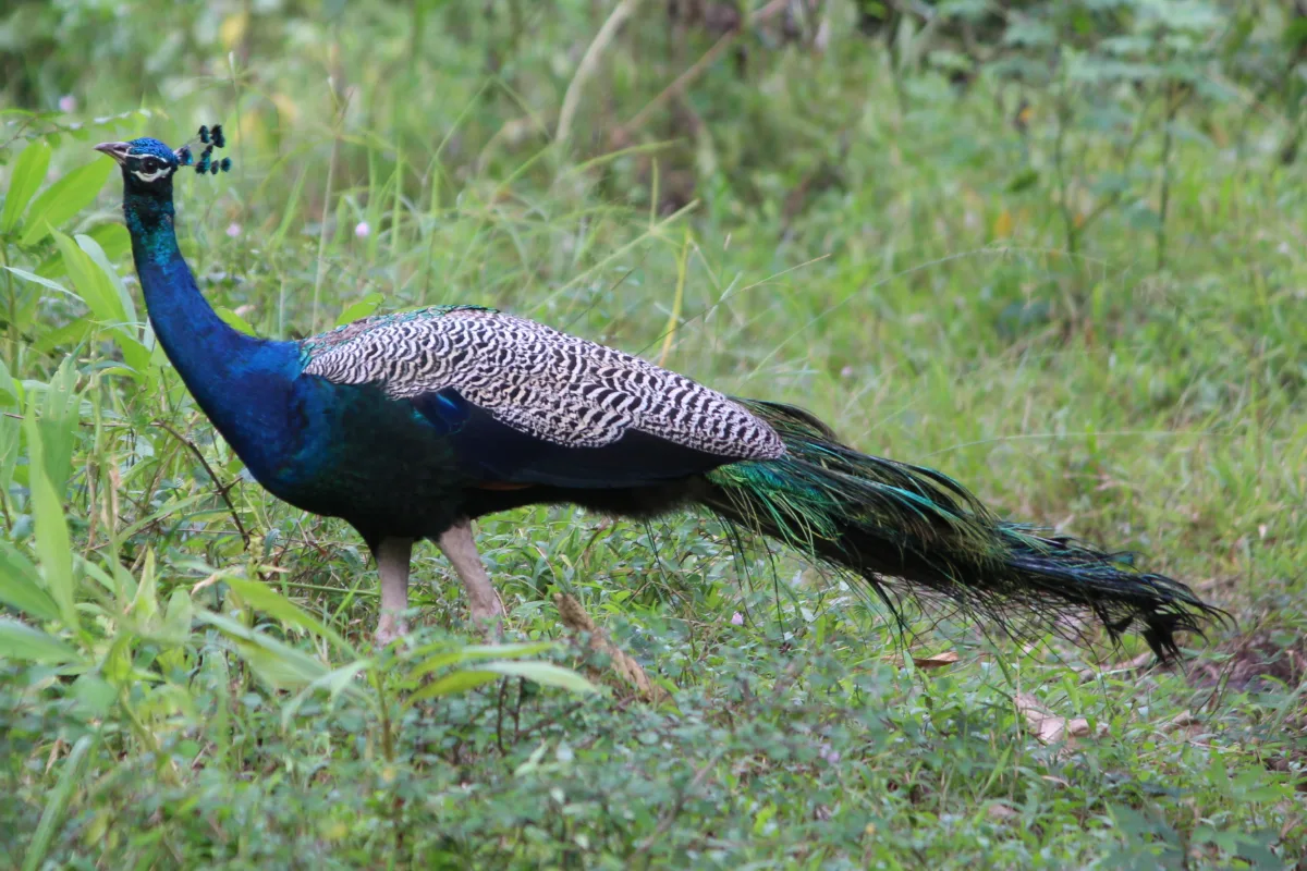 Muthanga Wildlife Sanctuary, Wayanad: Safari, Timings and Entry Fee