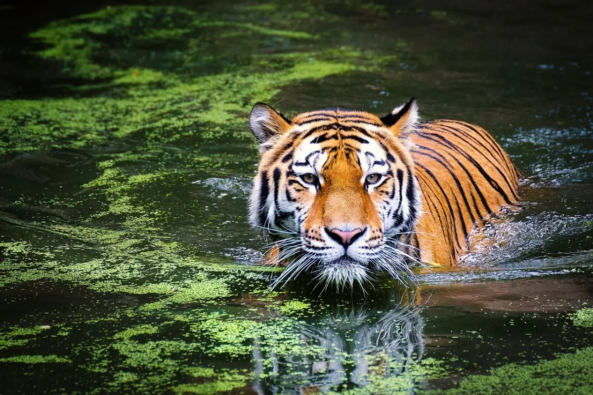 Muthanga Wildlife Sanctuary, Wayanad: Safari, Timings and Entry Fee