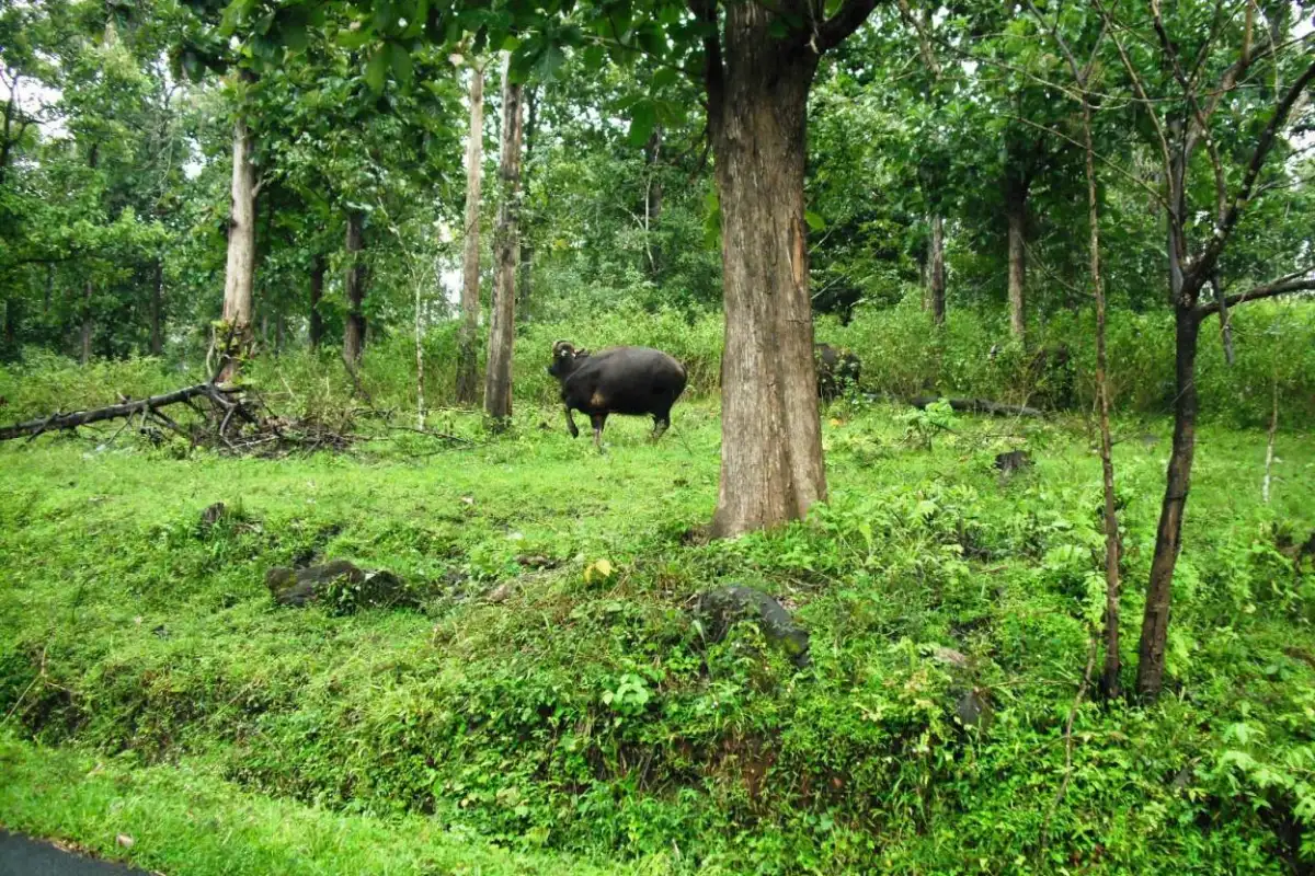 Muthanga Wildlife Sanctuary, Wayanad: Safari, Timings and Entry Fee