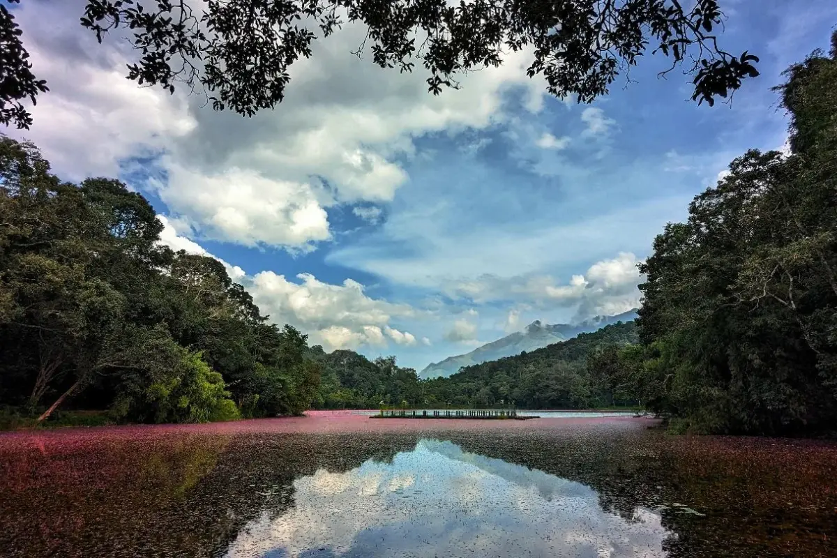 Pookode Lake, Wayanad: Timings, Entry Fee, Boating and Visitor Guide