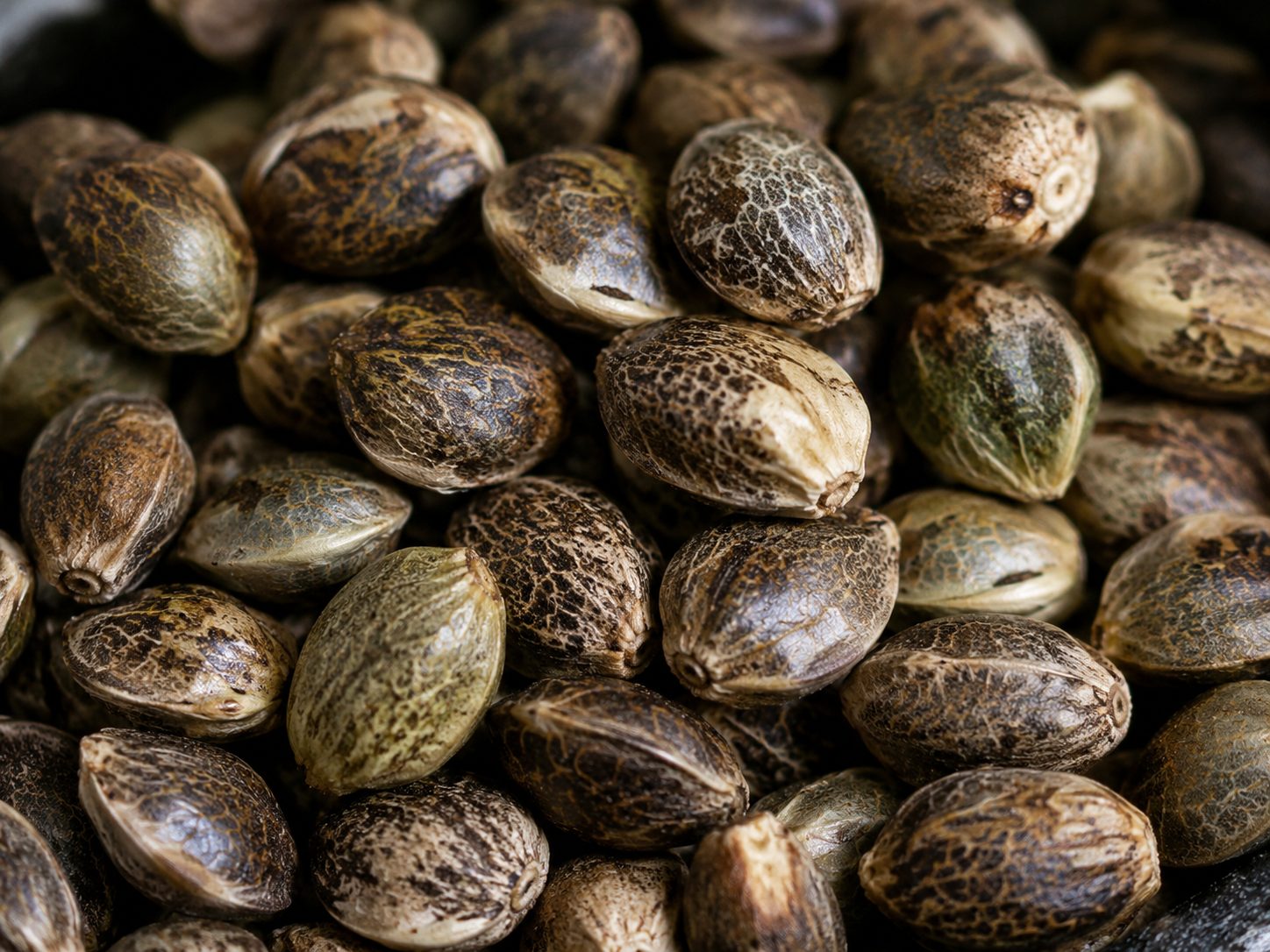 Cannabis seeds(5 Seeds)