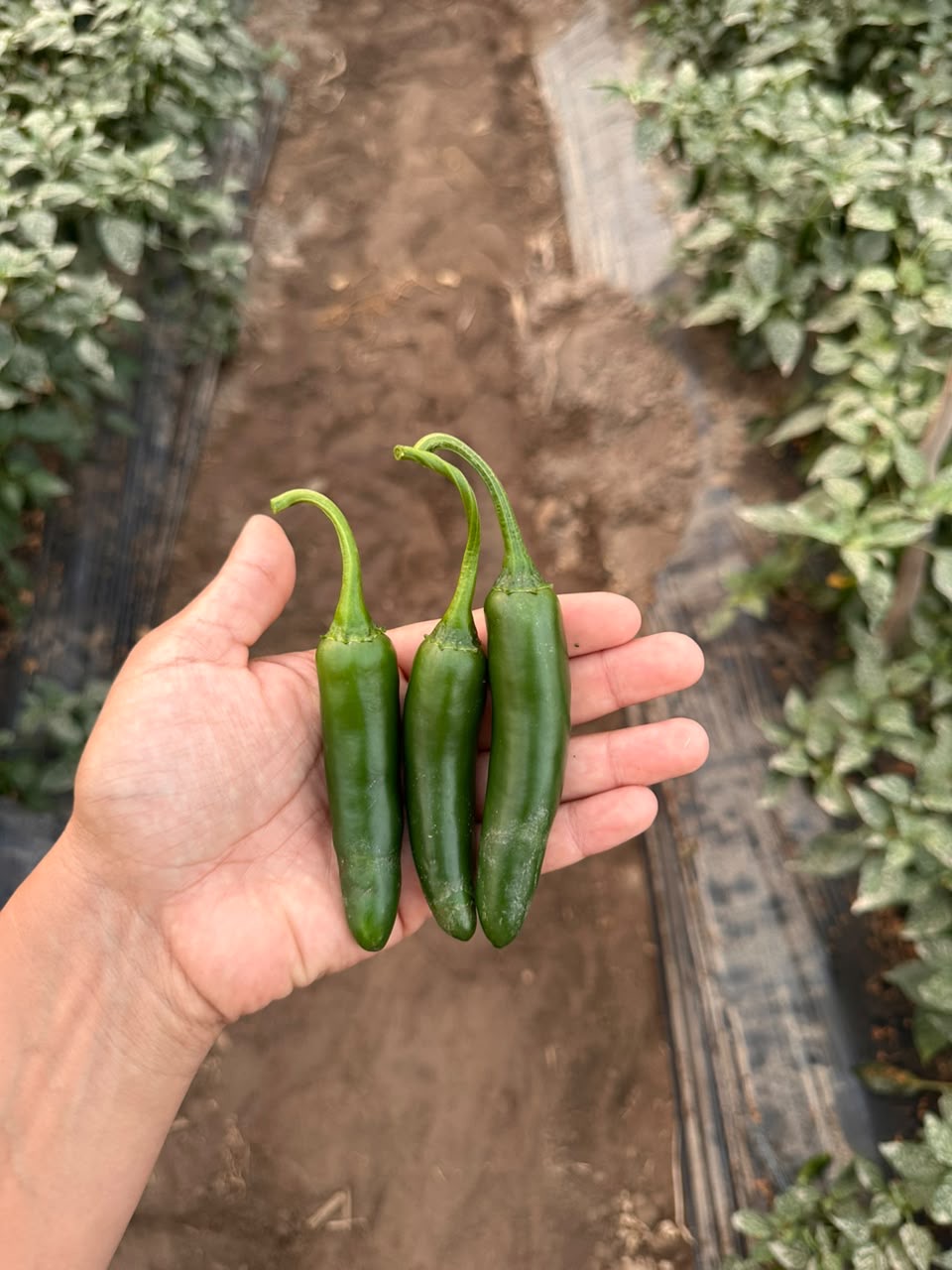 Chile serrano 1 Kg - Image 1