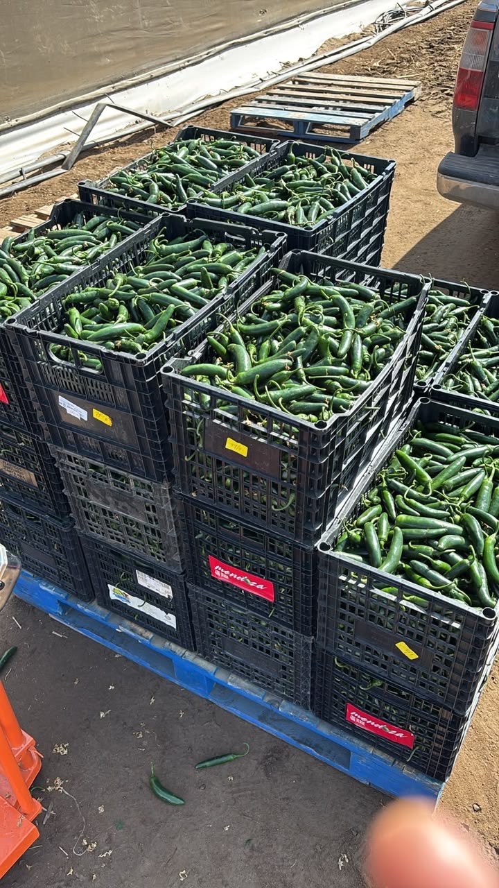 Chile serrano 1 Kg 3