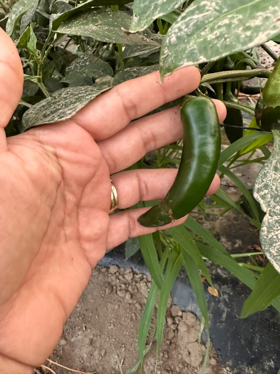 Chile serrano 1 Kg 4