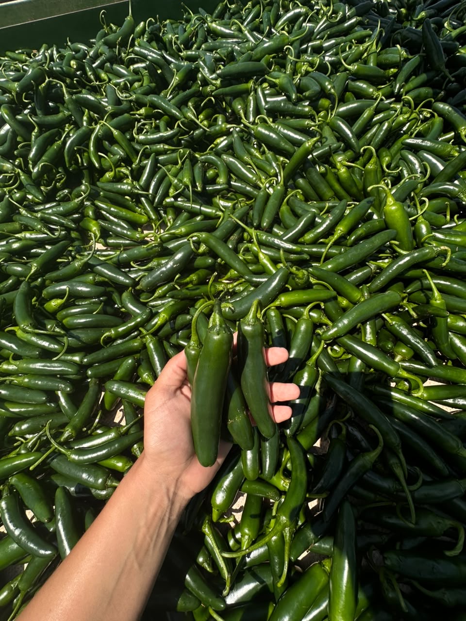 Chile 🌶️ serrano 2kg 3