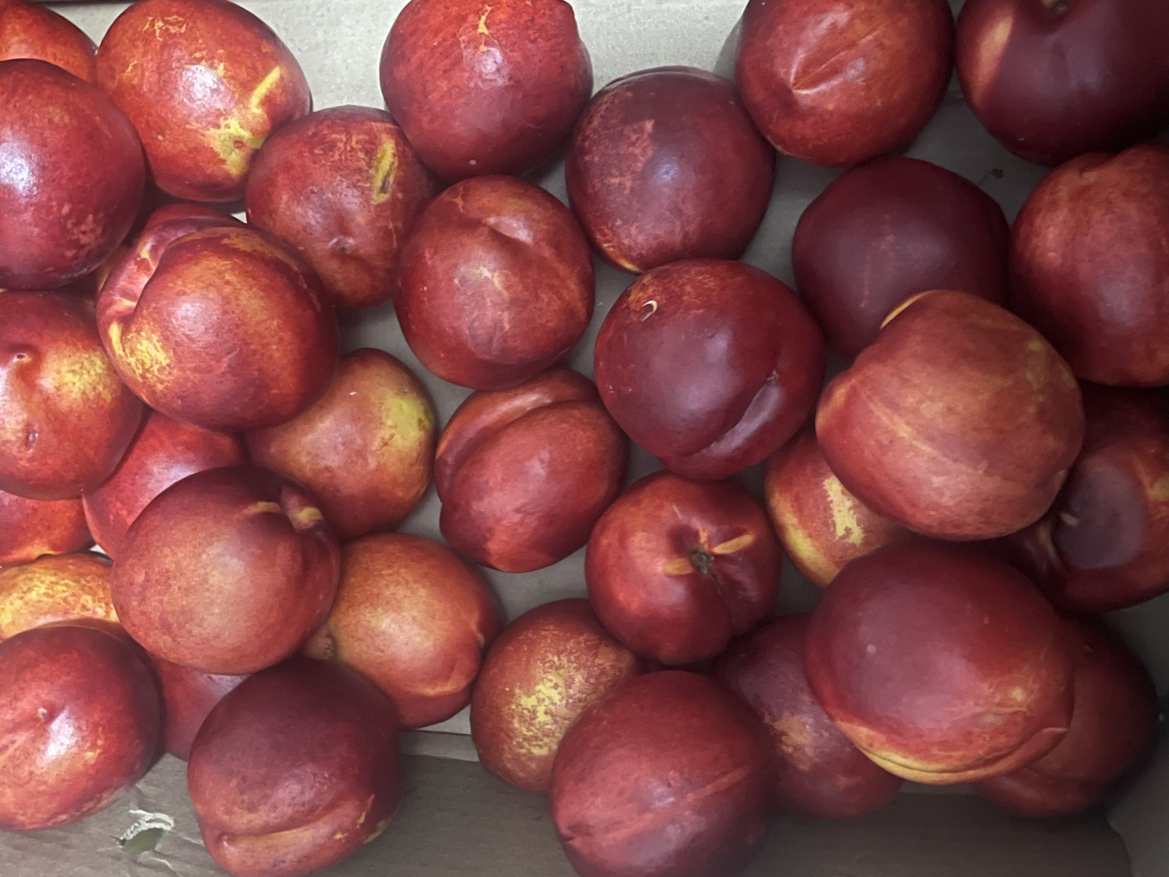 Nectarina