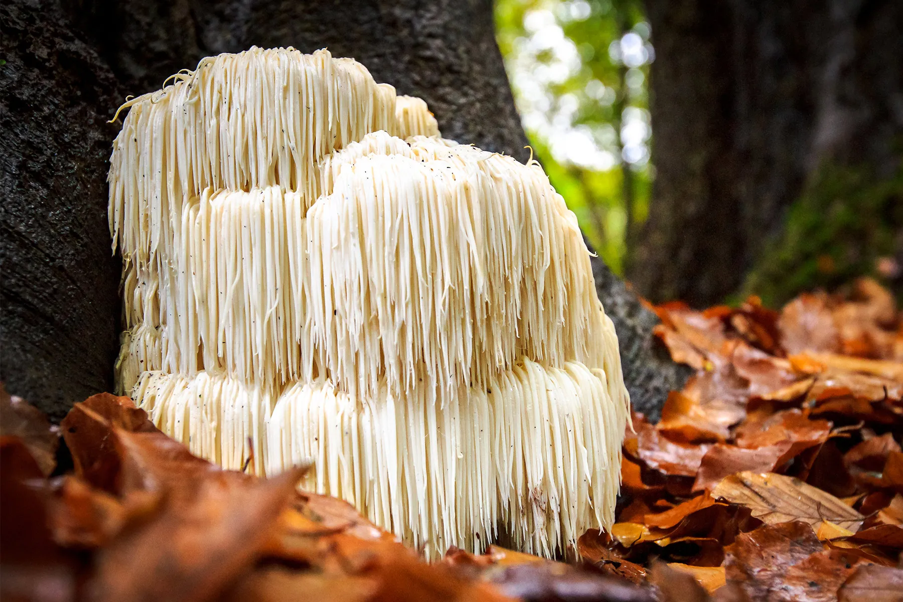 Lionsmane Capsules - Image 1