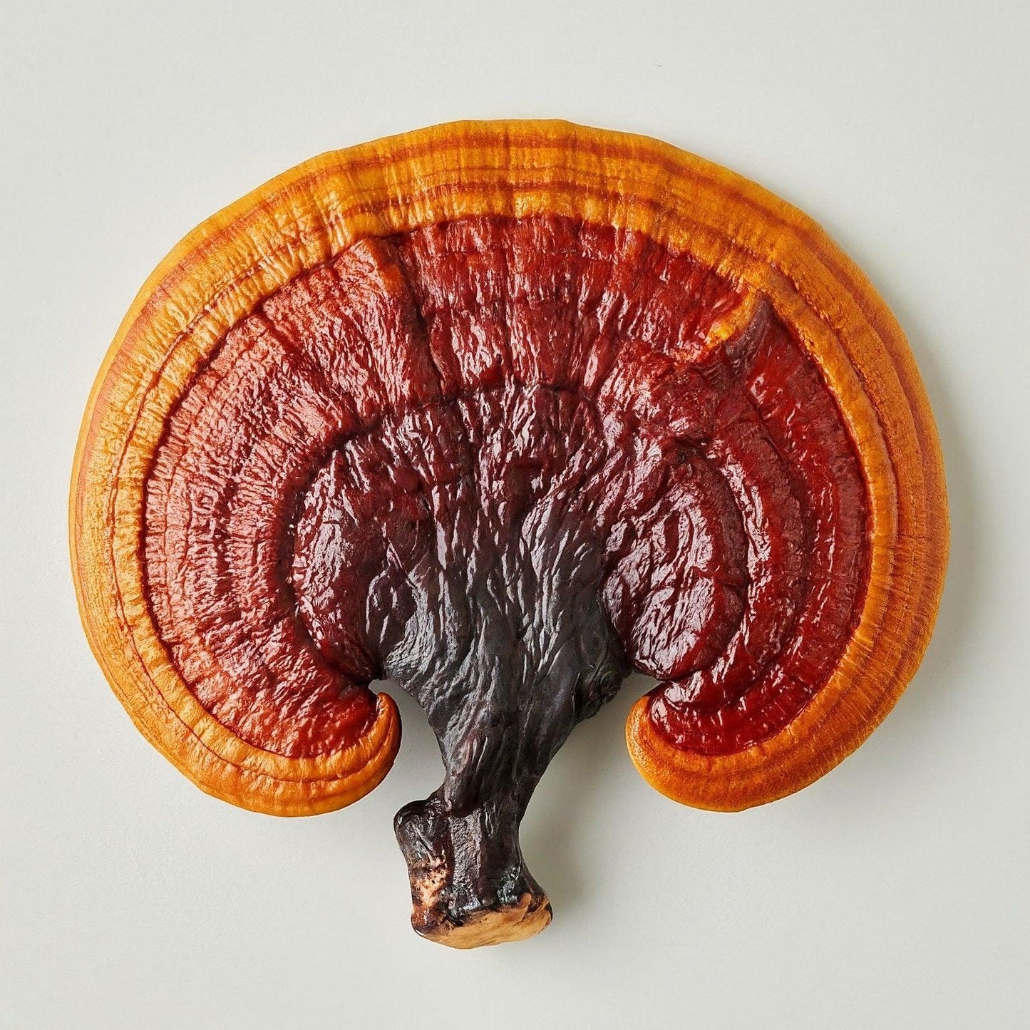 Reishi Capsules - Image 1
