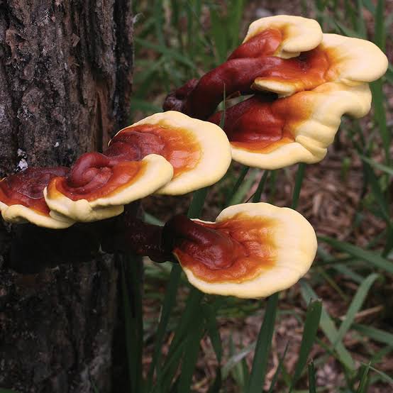 Reishi Capsules 2