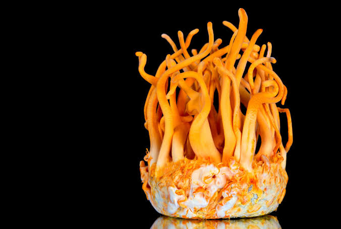 Cordyceps Capsules - Image 1