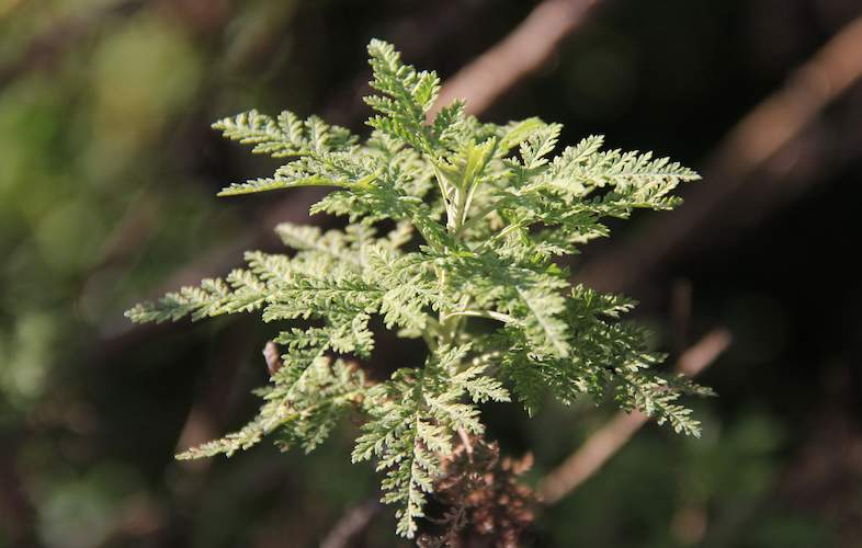 Artemisia Capsules - Image 1