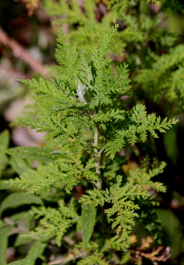 Artemisia Capsules 2