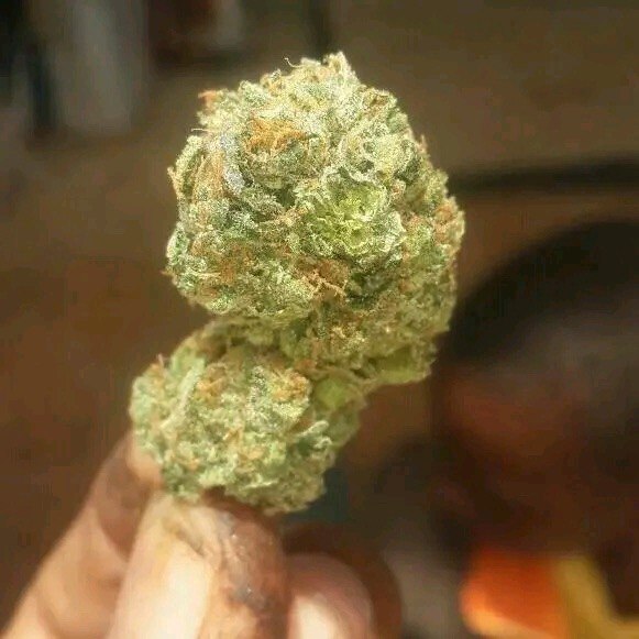 Greendoor Cannabis Flower 2