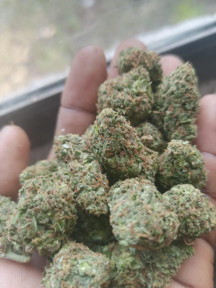 Greenhouse Cannabis Flower 2