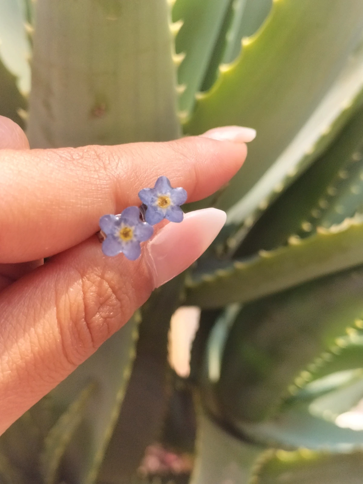 Orecchini a perno con vero fiore essiccato di Myosotis 