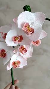 vara de orquídeas 3