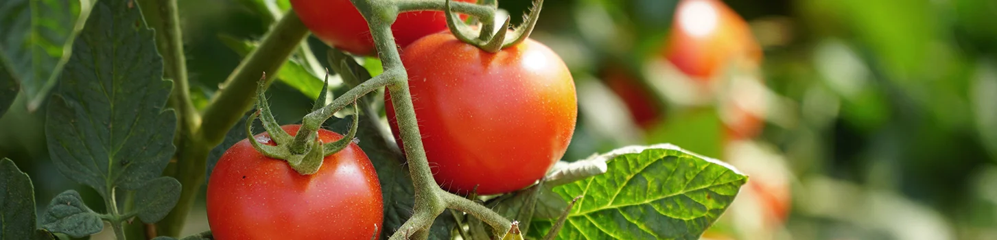 TOMATE CHERRY y DE ENSALADA  - Image 1