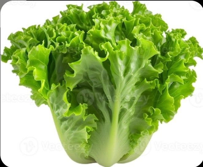 Lechuga 