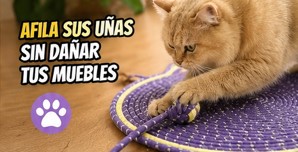 🐱 Rascador y Alfombra para Gatos 43 cm | Tapete Interactivo con Pelota 3