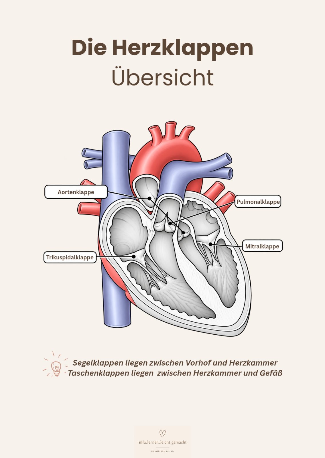 Lernkarten Herz 2