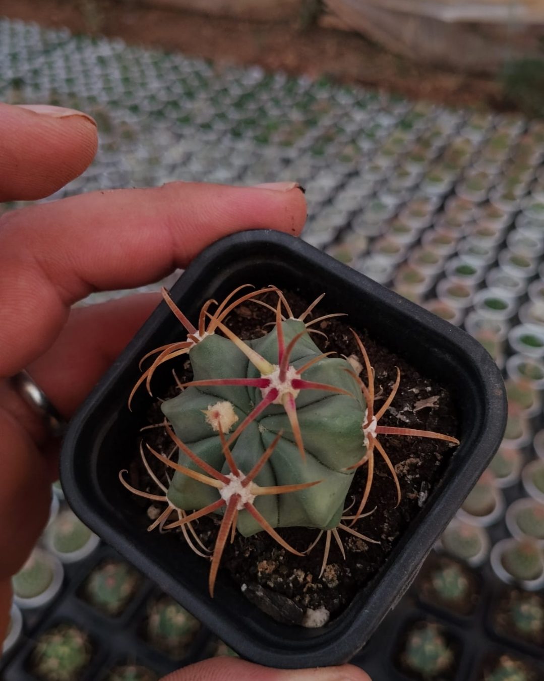  Ferocactus latispinus
