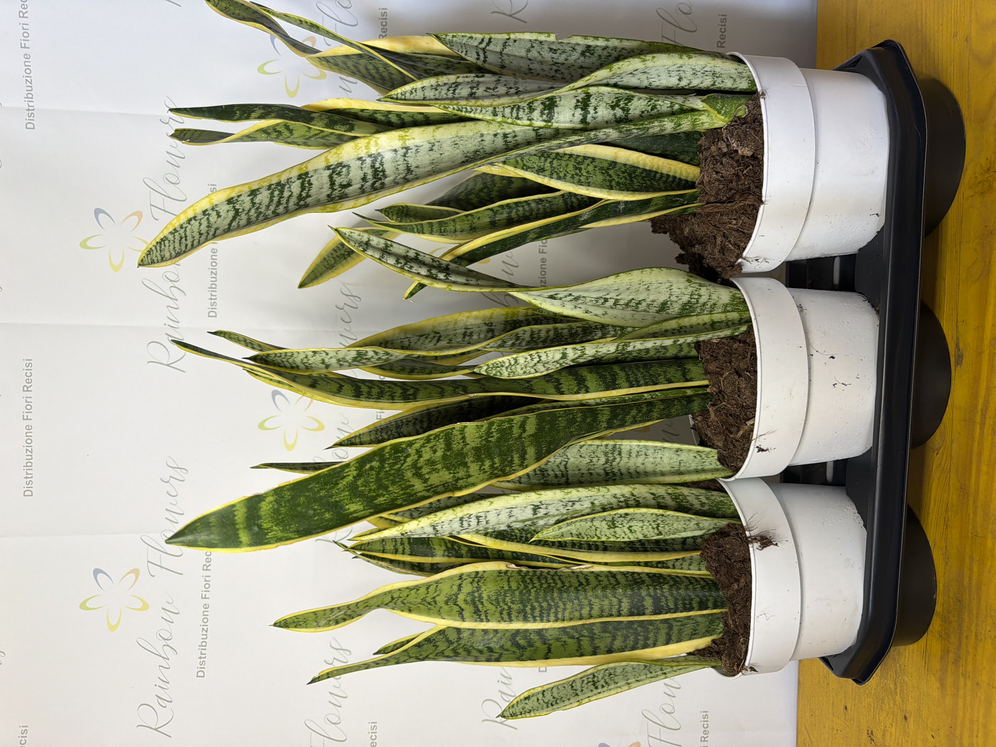 Sanseveria 70cm 